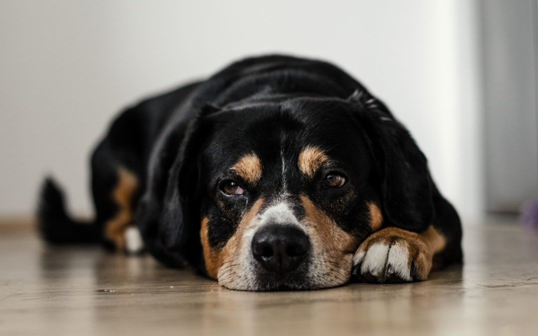 5 Common Signs Your Pet May Have Allergies