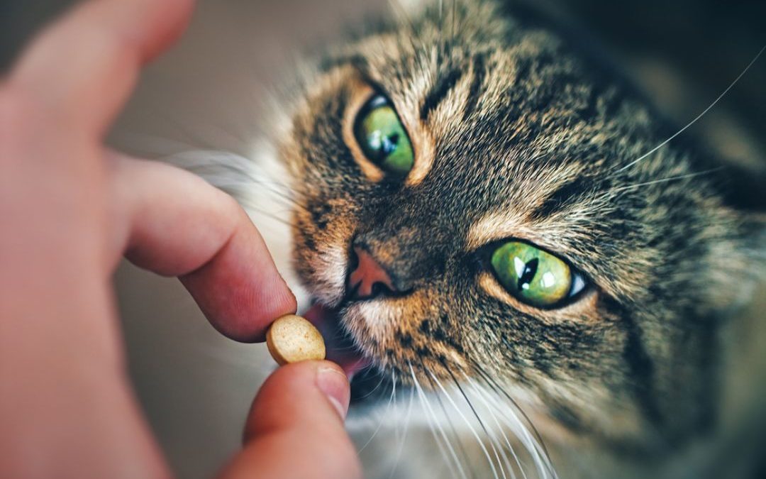 5 Secret Tips To Medicating Your Pet Easily