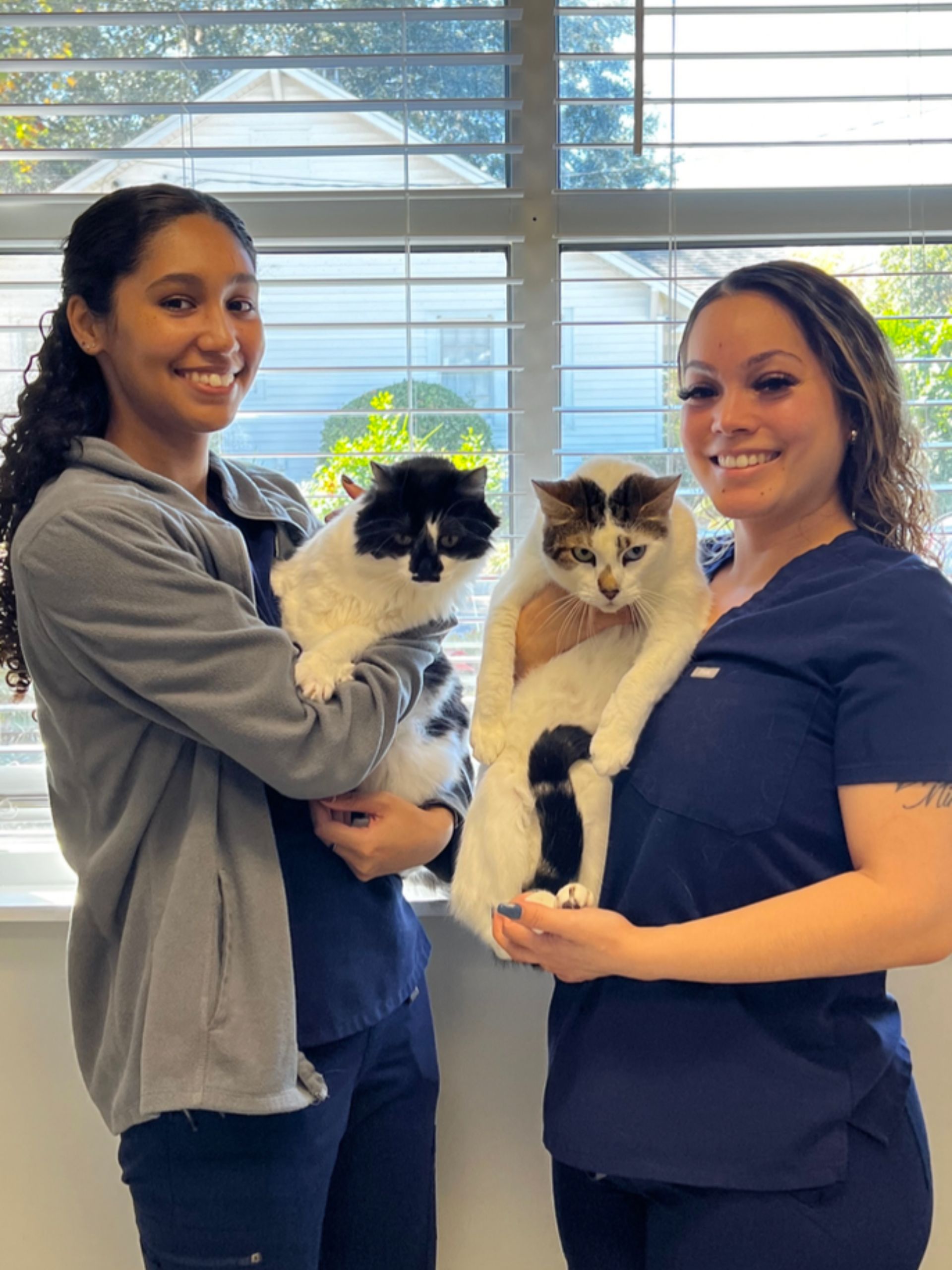 Kitten Adoptions in Tallahassee - Novey Animal Hospital