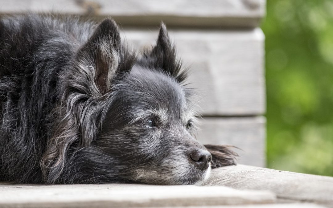 Ways To Deal With Changing Behavior in Your Senior Pet