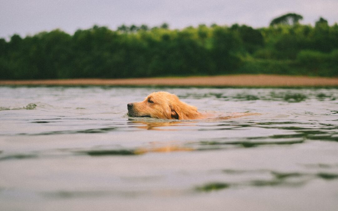 Keep Pets Safe While Swimming