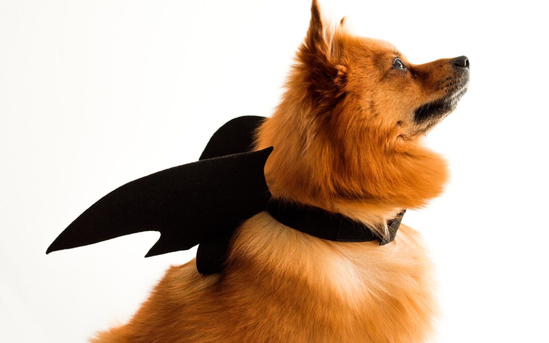 Keeping Your Furry Friends Safe: Halloween Pet Safety Tips