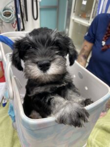Puppy in a basket