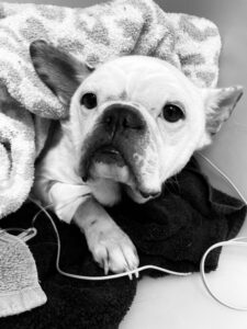 A dog at the vet; black and white photo